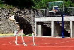 (MVP BLOG) Niš(ta) od košarke