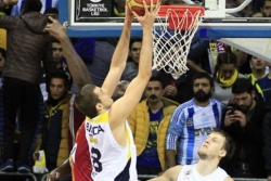 Bjelica u životnoj formi
