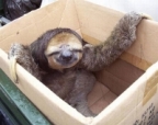 skom's Avatar