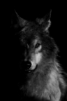 ghostdog's Avatar