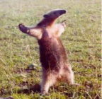 Lelemud's Avatar